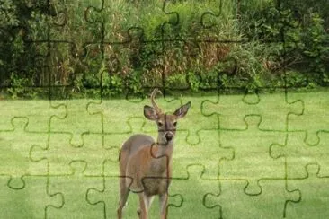 Not a unicorn, but a uni-buck! jigsaw puzzle