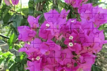 Buganvilhas jigsaw puzzle