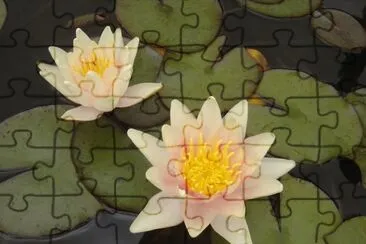 Ninféia jigsaw puzzle