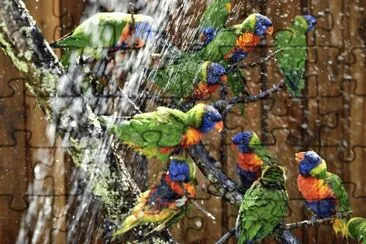 Hermosos Loritos Arcoiris Australianos jigsaw puzzle