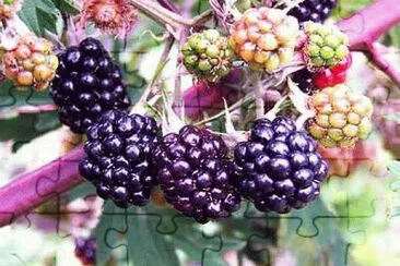 פאזל של Blackberries