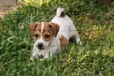 Jack Russell Terrier