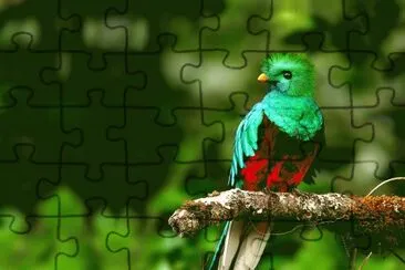 â™¥ La Hermosa Fauna de Costa Rica â™¥ jigsaw puzzle