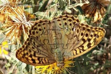 Argynnis pandora