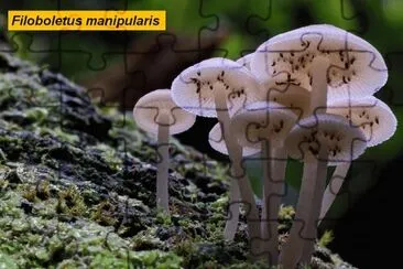 Filoboletus manipularis jigsaw puzzle