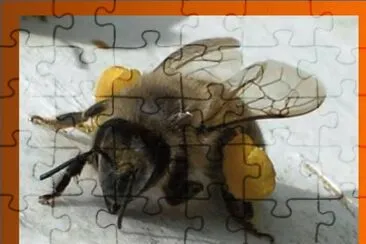 Abeja con su carga de polen jigsaw puzzle