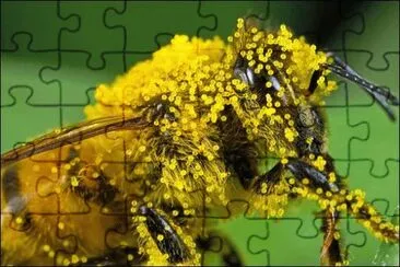 Abeja cubierta de polen jigsaw puzzle