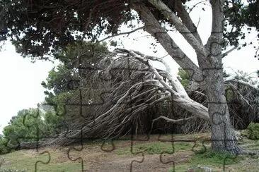 פאזל של Tree 2 , S.A.