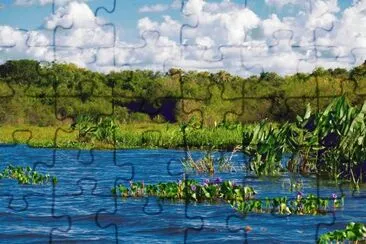 En Esteros del IberÃ¡. Corrientes. Argentina jigsaw puzzle