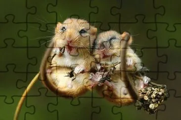 imagens jigsaw puzzle