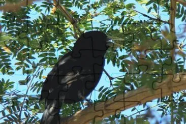 פאזל של Boyero Negro - Cacicus solitarius