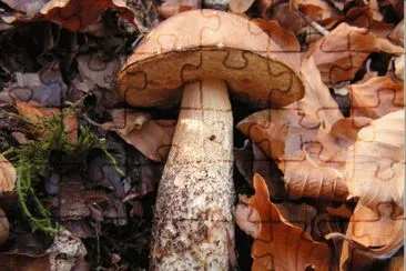 Leccinum Scabrum jigsaw puzzle