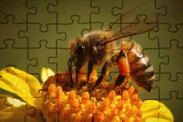 Abeja en flor jigsaw puzzle