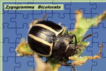 Zygogramma   Bicolorata - AmÃ¨rica jigsaw puzzle