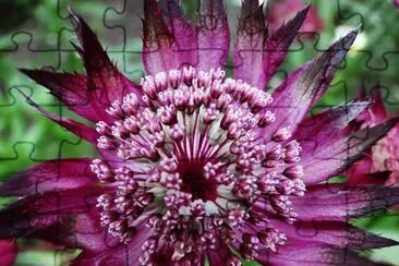 Astrantia sp