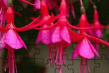 Fuchsia magellanica