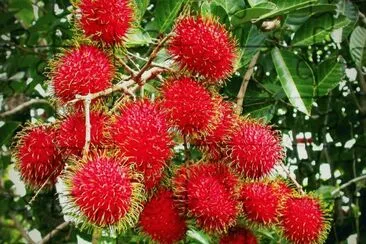 RambutÃ¡n (Nephelium lappaceum)