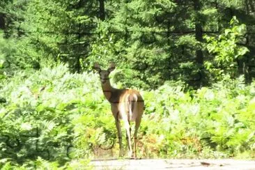 פאזל של Deer in woods during bike-ride