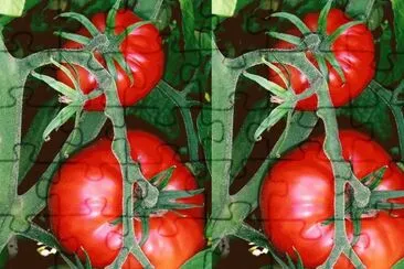 Tomate (Solanum lycopersicum)