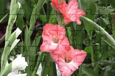 פאזל של  "Pretty-in-pink " Gladiolas