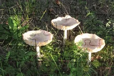 פאזל של  "Man On Horseback " mushrooms