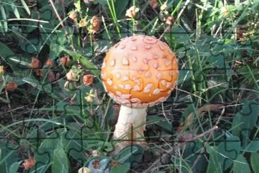 פאזל של  "Puffball " mushroom