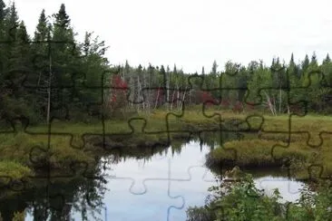 Fall colours starting in the swamp jigsaw puzzle