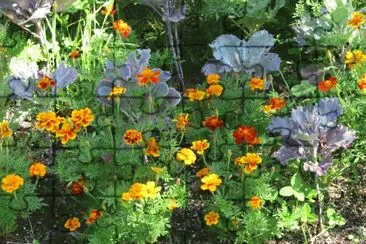 Marigolds in the garden