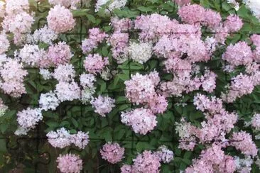 Snowball bush turns pink in the fall