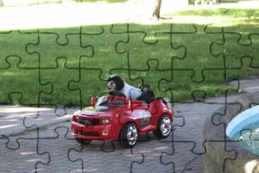  "Camero Sue "  out for another spin jigsaw puzzle