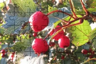 Field berries