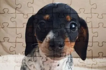 bello perrito jigsaw puzzle