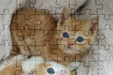 bellos gatitos jigsaw puzzle