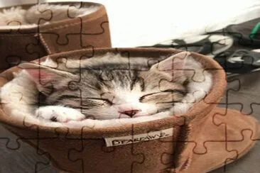 Un  Gatito Toma Su Siesta Dentro De Una Bota