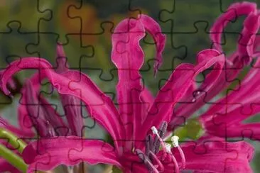 imagens jigsaw puzzle