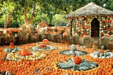 Pumpkin Village at the Aboretum-Dallas, TX