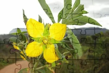 Flor silvestre amarela jigsaw puzzle