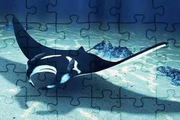 MANTARRAYA jigsaw puzzle