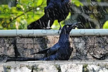 פאזל של Zanate en la lluvia. Valladolid, YucatÃ¡n