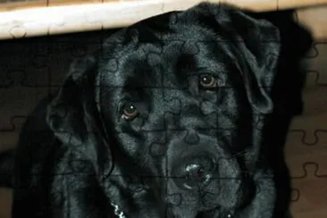 Labrador InglÃ©s Negro