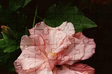 hibiskus