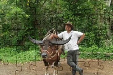 פאזל של Guajiro con bÃºfalo ViÃ±ales CUba