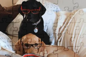 De Un Par De Perros Simulando Leer  Revistas