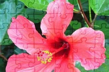 hibiskus