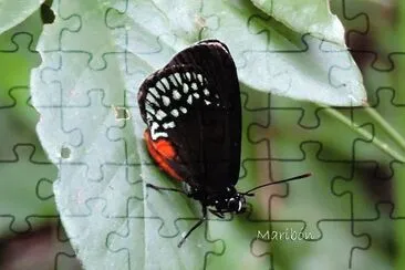 Mariposa. Ek Balam, YucatÃ¡n