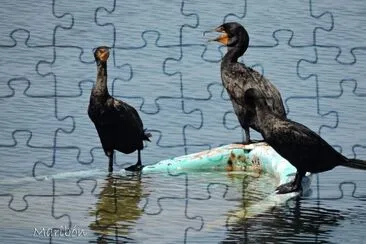 פאזל של CormorÃ¡n. Residente permanente.