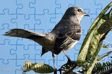 Cenzontle Tropical. Residente permanente jigsaw puzzle