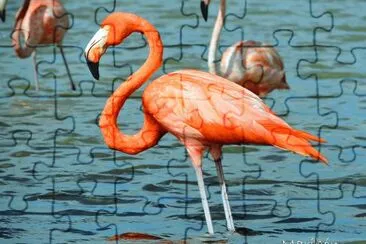 Flamingo. Residente Permanente jigsaw puzzle