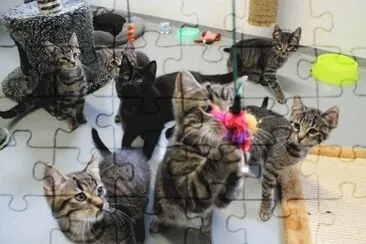 Cats jigsaw puzzle