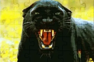 Black Panthera